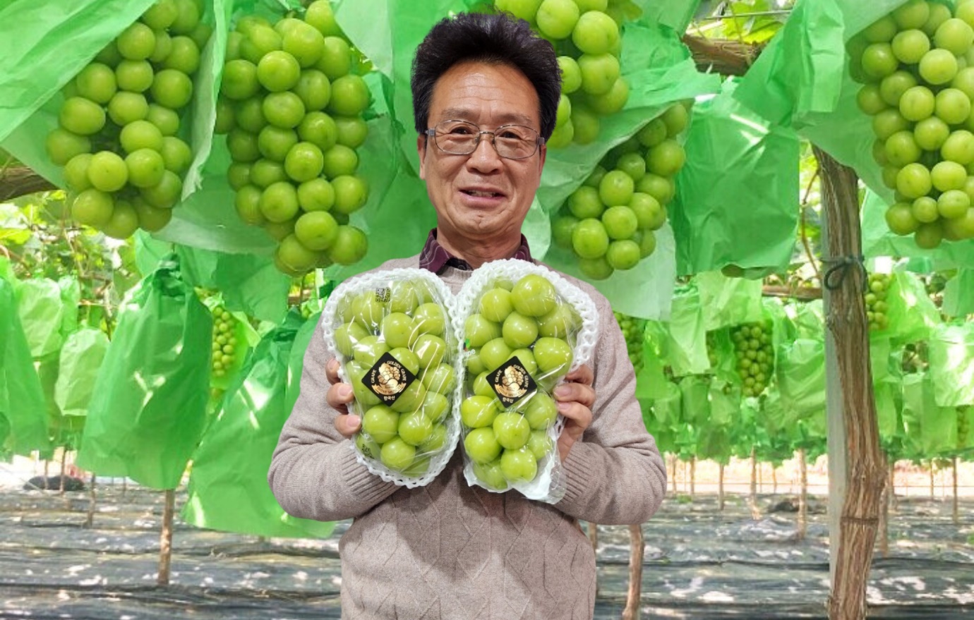 High quality Korean grapes from Sangju city