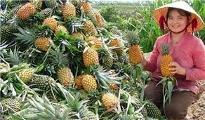 Cau Duc pineapple in Hau Giang